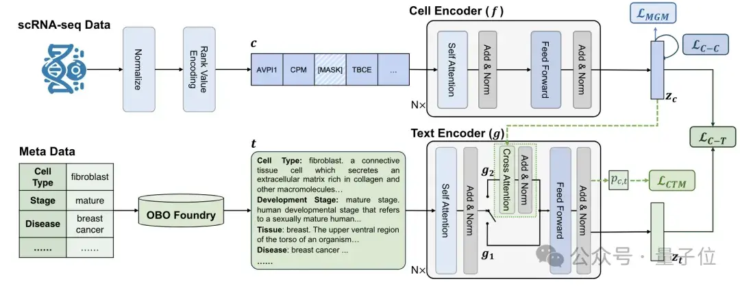 识别细胞也能用大模型了!清华系团队出品,已入选ICML 2024 | 开源